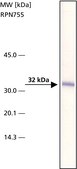 Anti-ARTS antibody, Mouse monoclonal clone ARTS51, purified from hybridoma cell culture