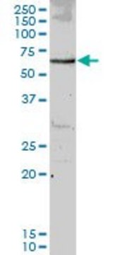 ANTI-MUS81 antibody produced in mouse purified immunoglobulin, buffered aqueous solution