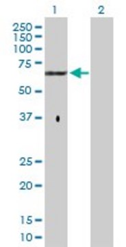 Anti-GPC5 antibody produced in rabbit purified immunoglobulin, buffered aqueous solution