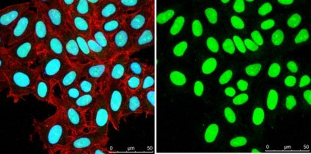 Anti-Histone H3 Antibody, CT Antibody, pan from rabbit, purified by affinity chromatography