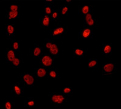 Anti-NONO antibody, Mouse monoclonal clone NC5, purified from hybridoma cell culture