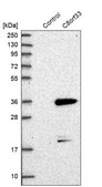 Anti-C8orf33 antibody produced in rabbit Prestige Antibodies® Powered by Atlas Antibodies, affinity isolated antibody, buffered aqueous glycerol solution, ab2
