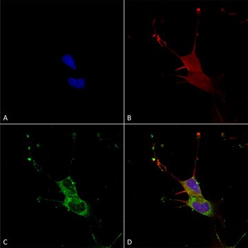 Monoclonal Anti-Neuroligin 1 antibody produced in mouse clone S97A-31, purified immunoglobulin