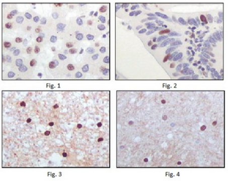 Anti-TIP60 Antibody, clone 3F9 ascites fluid, clone 3F9, from mouse