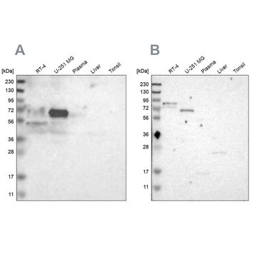 Anti-FRMD5 antibody produced in rabbit Ab1, Prestige Antibodies&#174; Powered by Atlas Antibodies, affinity isolated antibody, buffered aqueous glycerol solution