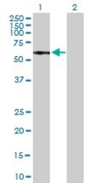 Anti-IL13RA1 antibody produced in mouse purified immunoglobulin, buffered aqueous solution