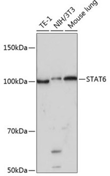 Anti-STAT6 Antibody, clone 4G7J8, Rabbit Monoclonal