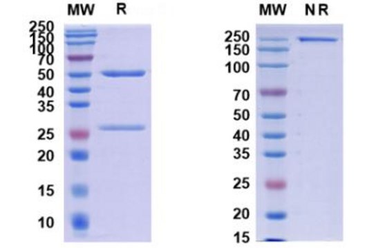 Anti-Monkeypox virus/MPXV H3L Antibody (SAA0282)