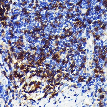 Anti-CD4 antibody produced in rabbit