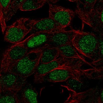 Anti-FOXQ1 antibody produced in rabbit Prestige Antibodies&#174; Powered by Atlas Antibodies, affinity isolated antibody