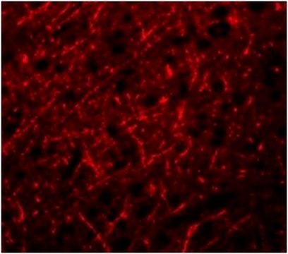 Anti-PRDM16 Antibody from rabbit, purified by affinity chromatography