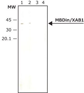 Anti-MBDin/XAB1 (KP-19) antibody produced in rabbit IgG fraction of antiserum, buffered aqueous solution