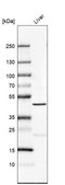 Anti-PRDM12 antibody produced in rabbit Prestige Antibodies® Powered by Atlas Antibodies, affinity isolated antibody, buffered aqueous glycerol solution