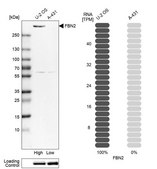 Anti-FBN2 antibody produced in rabbit Prestige Antibodies® Powered by Atlas Antibodies, affinity isolated antibody, buffered aqueous glycerol solution