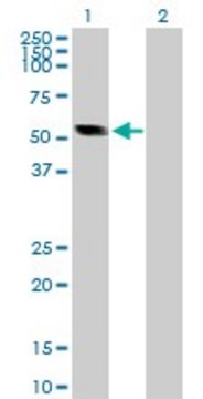 Anti-CASQ2 antibody produced in rabbit purified immunoglobulin, buffered aqueous solution