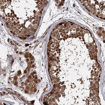 Anti-CEP192 antibody produced in rabbit Prestige Antibodies&#174; Powered by Atlas Antibodies, affinity isolated antibody, buffered aqueous glycerol solution