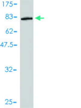 Monoclonal Anti-SAMSN1 antibody produced in mouse clone 1B8, purified immunoglobulin, buffered aqueous solution