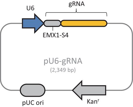 CRISPR Human EMX1 Positive Control