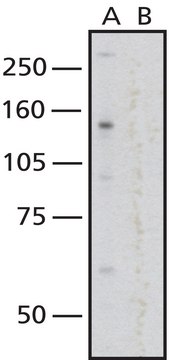 Anti-Nuclear Pore Complex Proteins antibody, Mouse monoclonal clone 414, purified from hybridoma cell culture