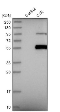 Anti-C1R antibody produced in rabbit Prestige Antibodies&#174; Powered by Atlas Antibodies, affinity isolated antibody, buffered aqueous glycerol solution