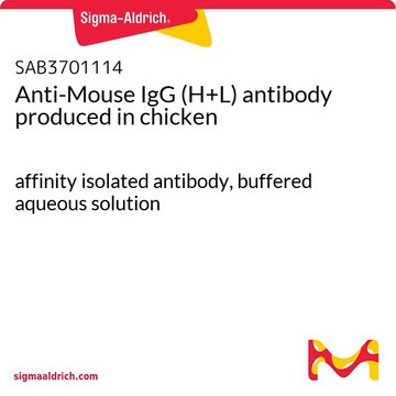 Anti-Mouse IgG (H+L) antibody produced in chicken affinity isolated antibody, buffered aqueous solution