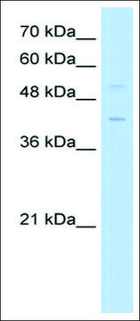 Anti-KLF1 antibody produced in rabbit affinity isolated antibody