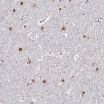 Anti-NKAP antibody produced in rabbit Prestige Antibodies&#174; Powered by Atlas Antibodies, affinity isolated antibody, buffered aqueous glycerol solution