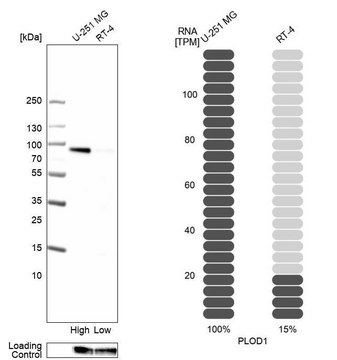 Anti-PLOD1 antibody produced in rabbit Prestige Antibodies&#174; Powered by Atlas Antibodies, affinity isolated antibody, buffered aqueous glycerol solution