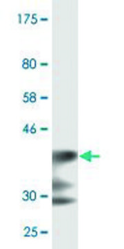 Monoclonal Anti-LRP5 antibody produced in mouse clone 1E9, ascites fluid