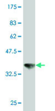 Monoclonal Anti-VPS11 antibody produced in mouse clone 1H1, purified immunoglobulin, buffered aqueous solution