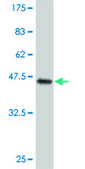 Monoclonal Anti-CYGB antibody produced in mouse clone 1A1, purified immunoglobulin, buffered aqueous solution