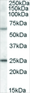 Anti-COL4A3BP (AA 662-672) antibody produced in goat affinity isolated antibody, buffered aqueous solution