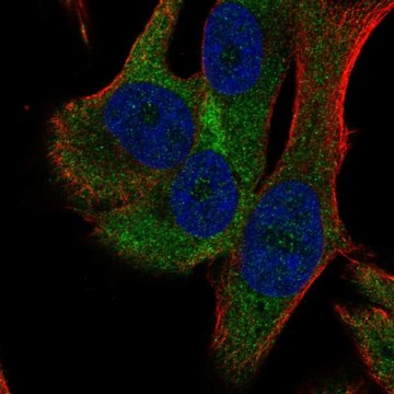 Anti-RPS18 antibody produced in rabbit Prestige Antibodies&#174; Powered by Atlas Antibodies, affinity isolated antibody