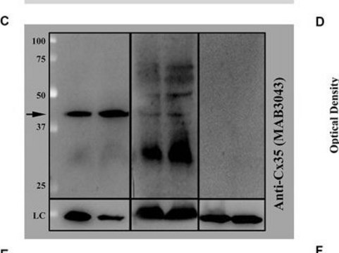 Anti-Connexin 35/36 Antibody, clone 9D7.2 clone 9D7.2, Chemicon&#174;, from mouse