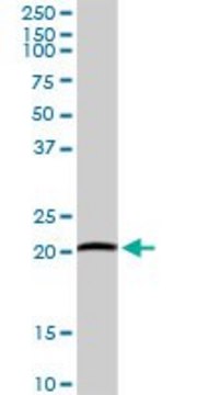 Anti-ARL11 antibody produced in rabbit purified immunoglobulin, buffered aqueous solution