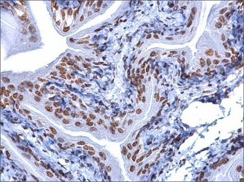 Monoclonal Anti-5-Methylcytosine / 5-mC antibody produced in mouse clone GT4111, affinity isolated antibody