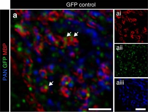 Anti-Myelin Basic Protein Antibody, a.a. 82-87 culture supernatant, clone 12, Chemicon&#174;