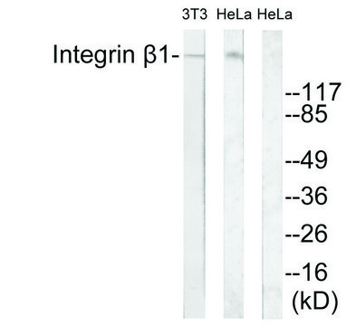 Anti-Integrin &#946;1 antibody produced in rabbit affinity isolated antibody