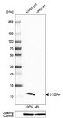 Monoclonal Anti-S100A4 antibody produced in mouse Prestige Antibodies® Powered by Atlas Antibodies, clone CL0239, purified immunoglobulin, buffered aqueous glycerol solution
