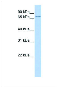 Anti-ALOX15B (ab1) antibody produced in rabbit affinity isolated antibody