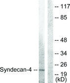 Anti-Syndecan4 antibody produced in rabbit affinity isolated antibody