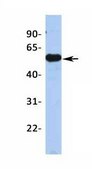 Anti-KCNJ12 antibody produced in rabbit affinity isolated antibody