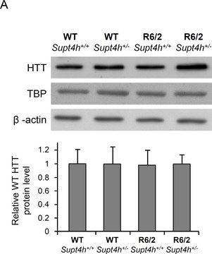 Monoclonal Anti-TBP 小鼠抗 clone 58C9, purified from hybridoma cell culture