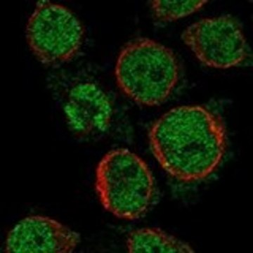 Anti-MS4A14 antibody produced in rabbit Prestige Antibodies&#174; Powered by Atlas Antibodies, affinity isolated antibody, buffered aqueous glycerol solution