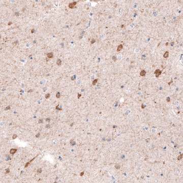 Monoclonal Anti-CDKL5 antibody produced in mouse Prestige Antibodies&#174; Powered by Atlas Antibodies, clone CL4881, purified immunoglobulin, buffered aqueous glycerol solution