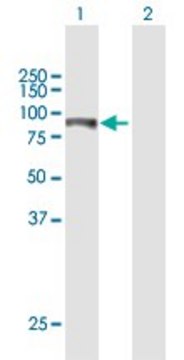 Anti-ITPKB antibody produced in mouse purified immunoglobulin, buffered aqueous solution