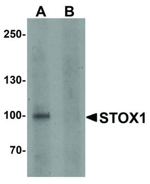 Anti-STOX1 antibody produced in rabbit affinity isolated antibody, buffered aqueous solution