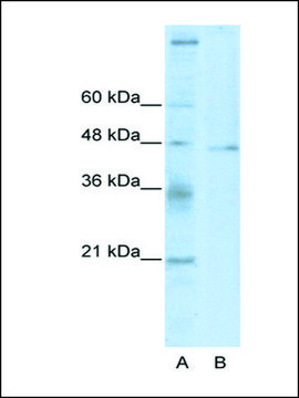 Anti-TSG101 antibody produced in rabbit IgG fraction of antiserum