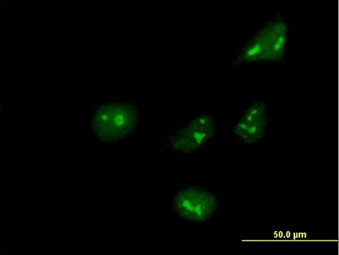 Anti-ARHGEF10 antibody produced in mouse IgG fraction of antiserum, buffered aqueous solution