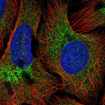 Anti-COPB2 antibody produced in rabbit Prestige Antibodies&#174; Powered by Atlas Antibodies, affinity isolated antibody